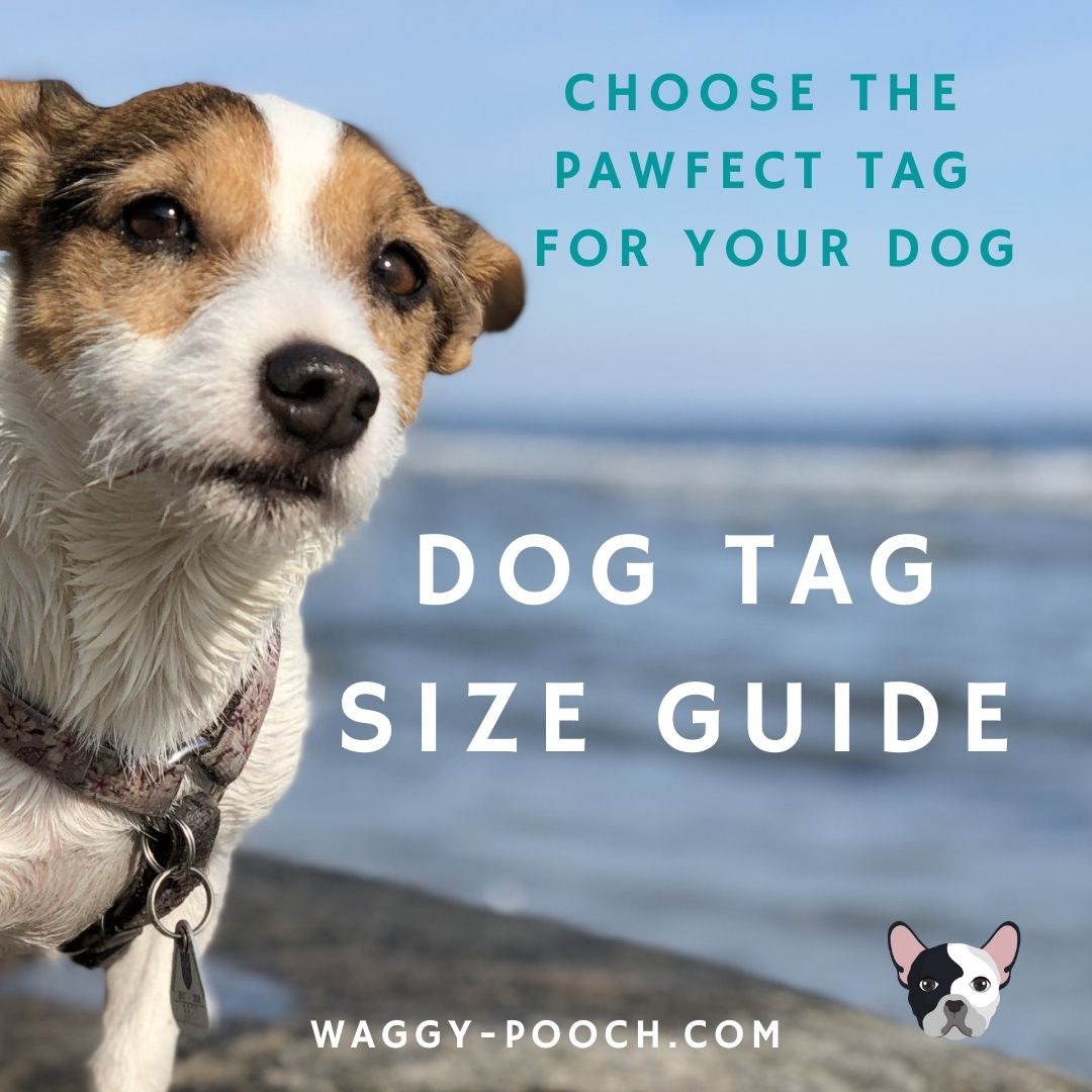 Choosing the Best Collar for Your Dog