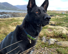 Load image into Gallery viewer, 2-Color luxury dog collar with brass fittings