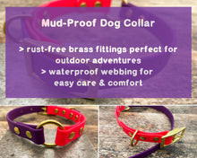 Load image into Gallery viewer, strong dog collar