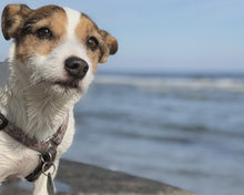 Load and play video in Gallery viewer, cute moon dog tag