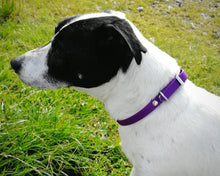 Load image into Gallery viewer, Mud-proof puppy dog collar, choose your color