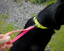 Load image into Gallery viewer, Dog traffic leash, mud-proof leash handle 20mm / 3/4in