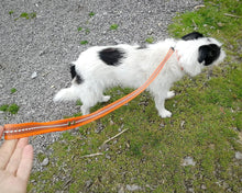 Load image into Gallery viewer, Reflective dog leash - choose your length & color