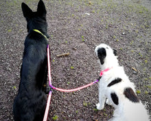 Load image into Gallery viewer, Mud-proof leash coupler, double dog walker, 2 colors