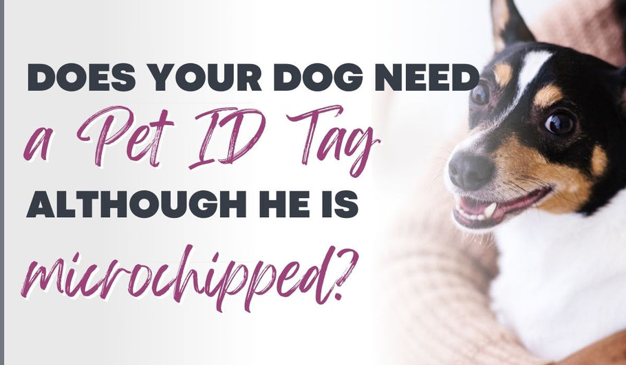 Does My Dog Need a Pet ID Tag Although He Is Microchipped?